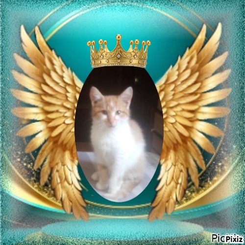 Prince Bocko of the zoza1958 family