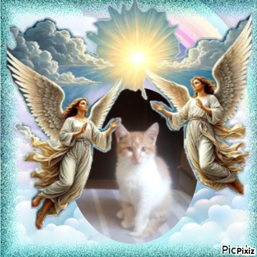 Prince Bocko of the zoza1958 family