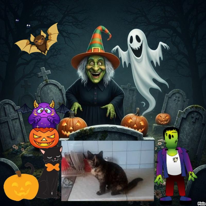 Princess Coco of the zoza1958 family