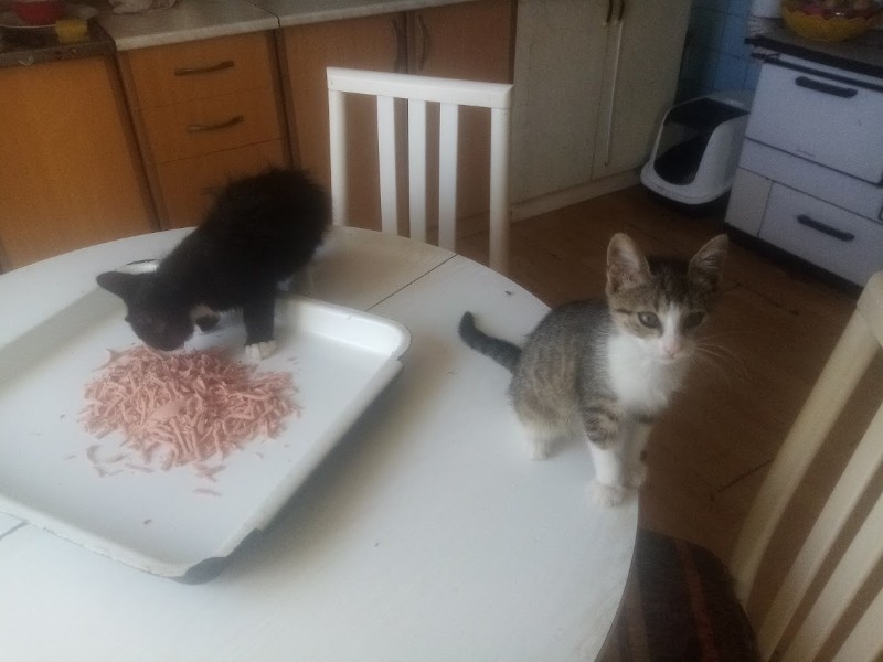 zoza1958 uploaded   169  day/s  ago