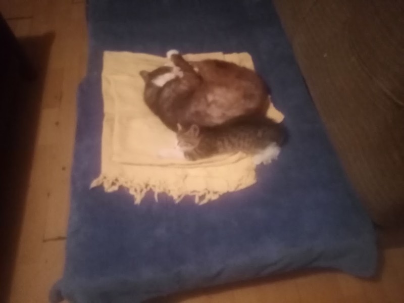 zoza1958 uploaded   290  day/s  ago