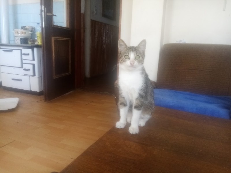 zoza1958 uploaded   214  day/s  ago