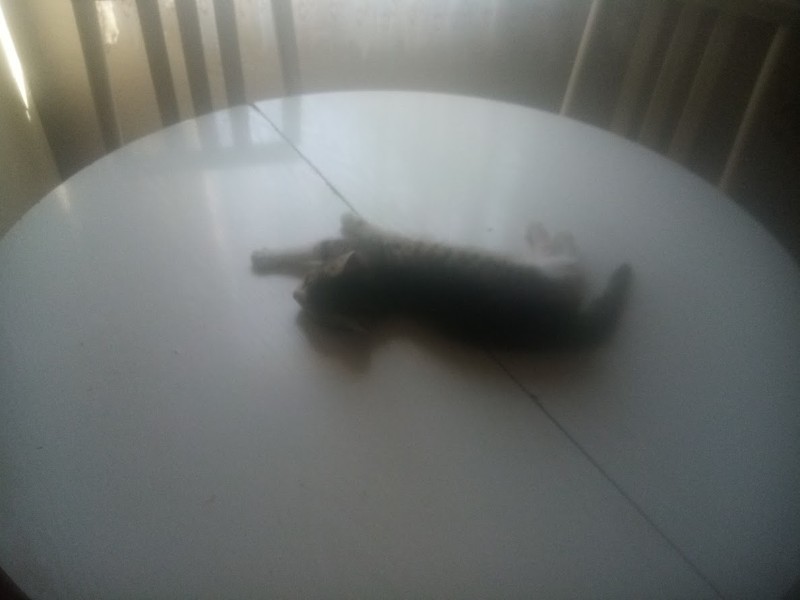 zoza1958 uploaded   290  day/s  ago