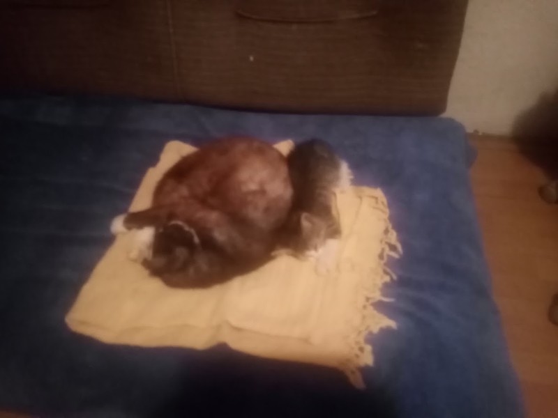 zoza1958 uploaded   290  day/s  ago