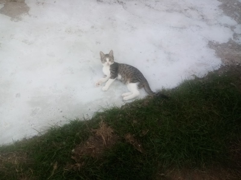 zoza1958 uploaded   252  day/s  ago