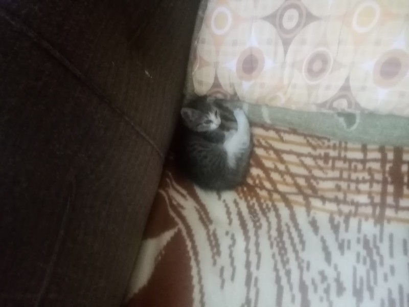 zoza1958 uploaded   290  day/s  ago