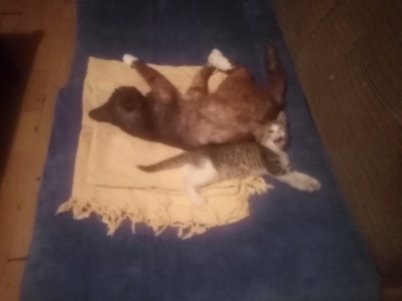 zoza1958 uploaded   290  day/s  ago