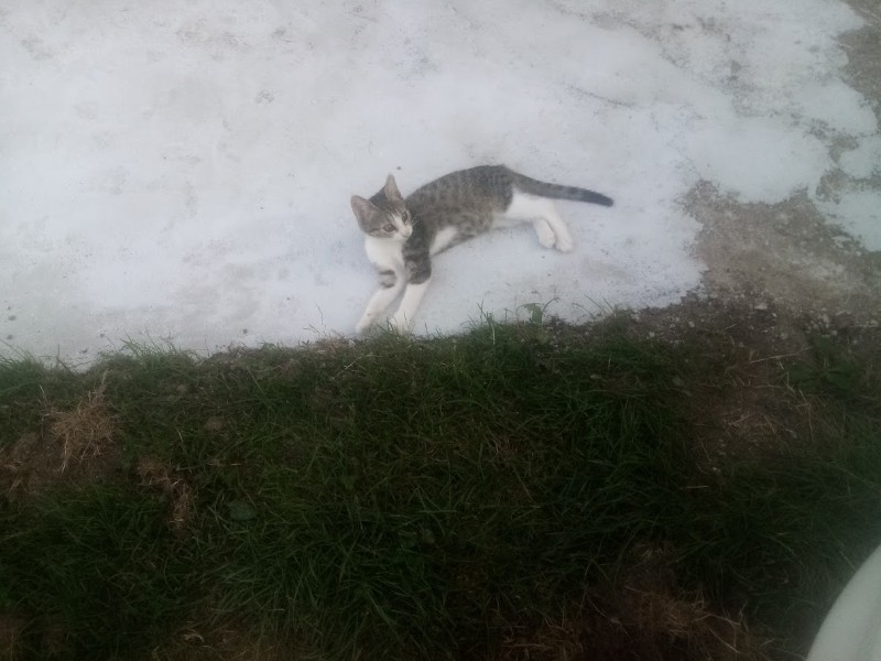 zoza1958 uploaded   252  day/s  ago