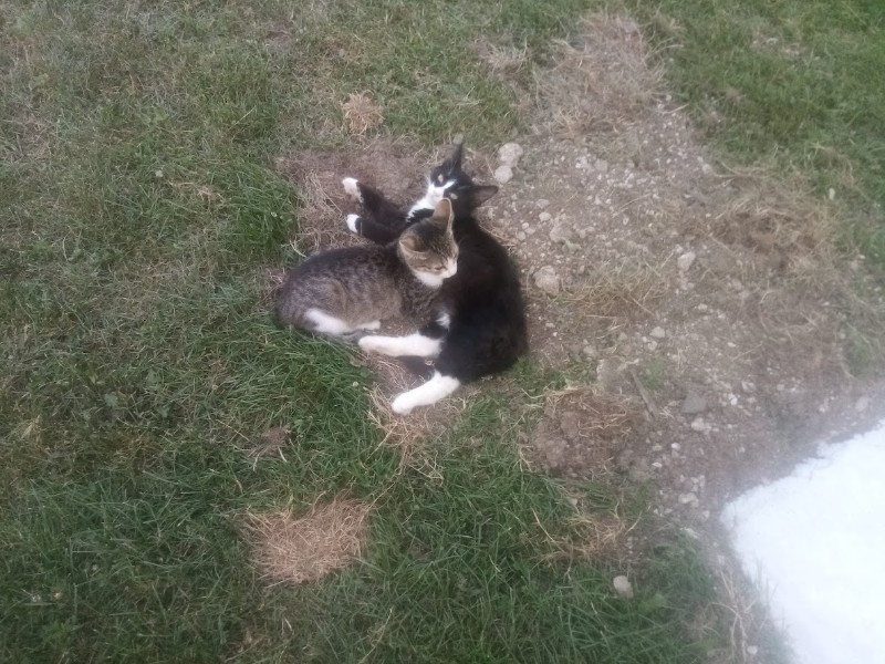 zoza1958 uploaded   252  day/s  ago