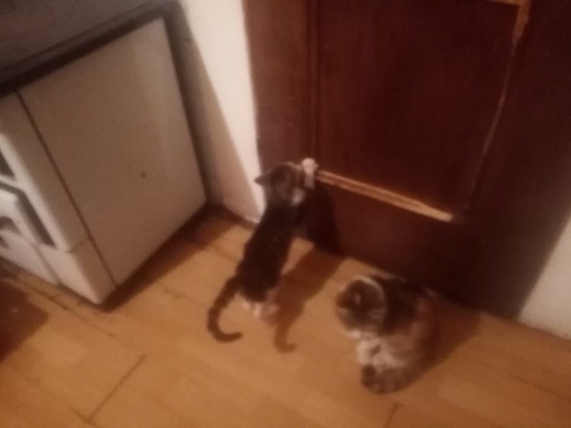 zoza1958 uploaded   190  day/s  ago