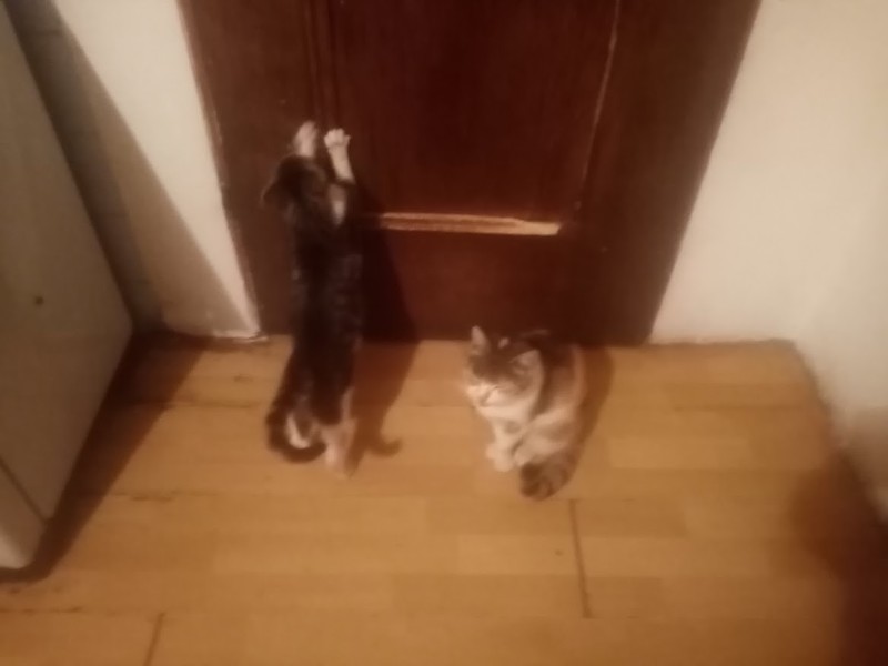 zoza1958 uploaded   190  day/s  ago