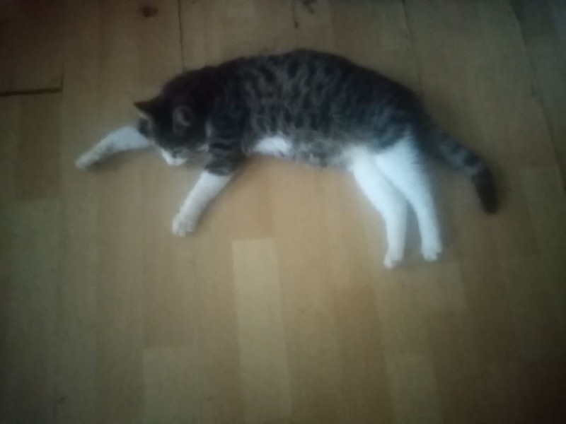 zoza1958 uploaded   155  day/s  ago