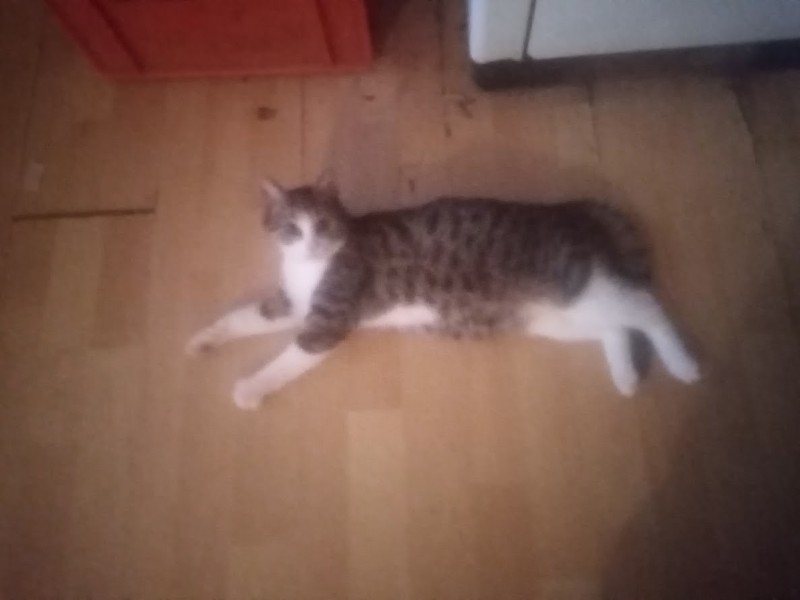 zoza1958 uploaded   155  day/s  ago