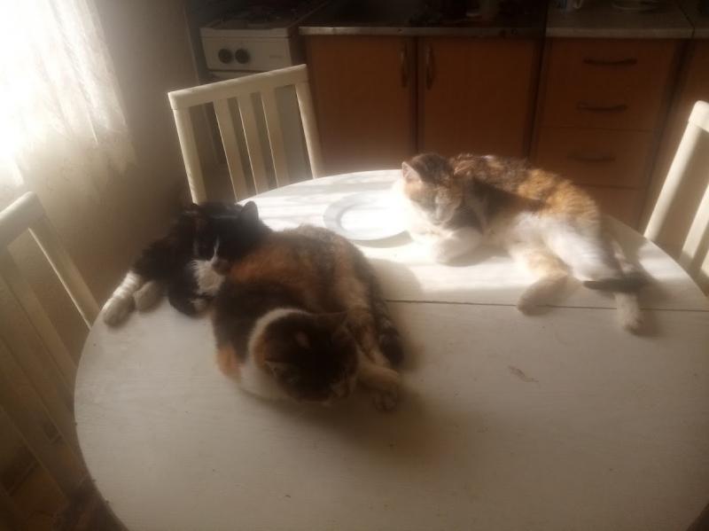 zoza1958 uploaded   185  day/s  ago