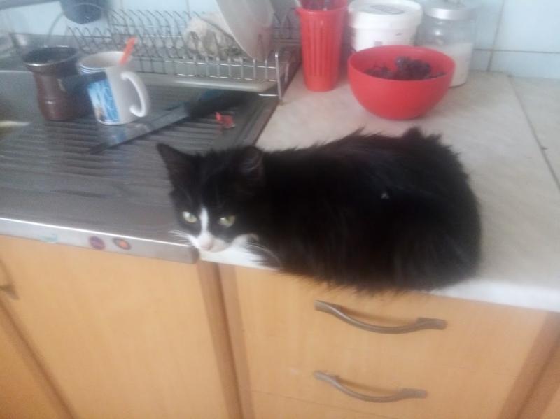 zoza1958 uploaded   169  day/s  ago