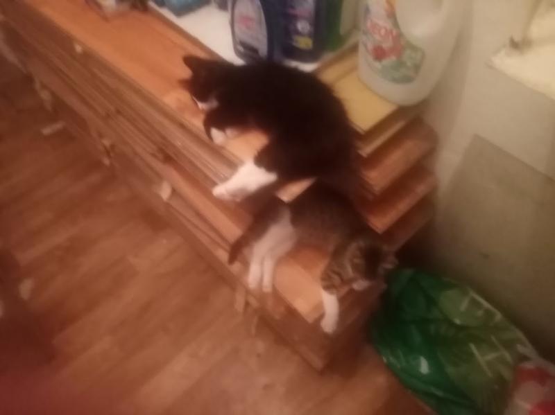 zoza1958 uploaded   273  day/s  ago