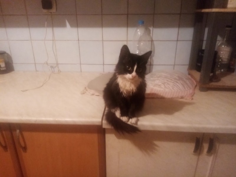 zoza1958 uploaded   199  day/s  ago