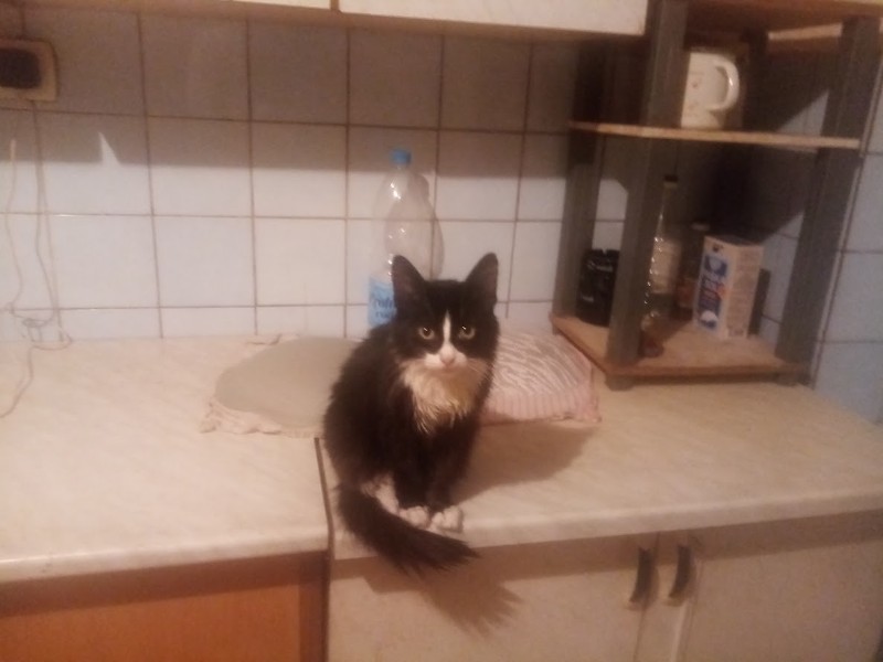 zoza1958 uploaded   199  day/s  ago