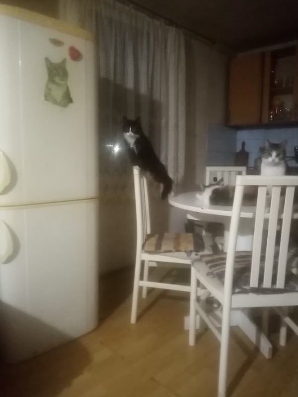 zoza1958 uploaded   136  day/s  ago