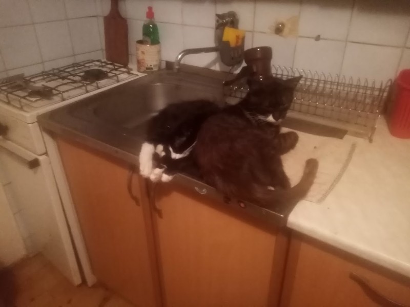 zoza1958 uploaded   242  day/s  ago