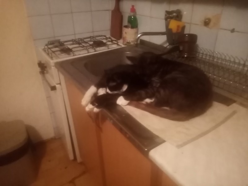 zoza1958 uploaded   242  day/s  ago