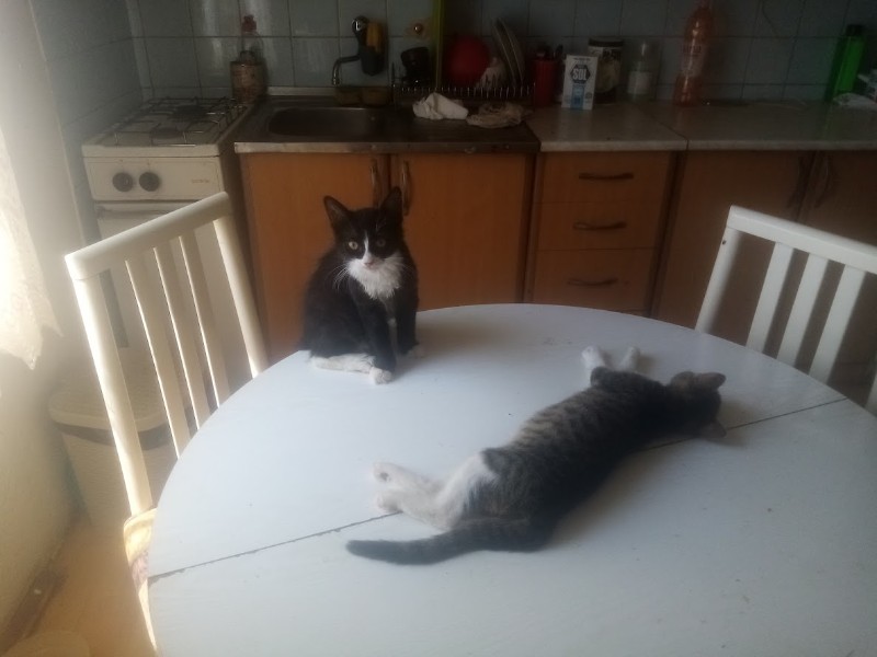 zoza1958 uploaded   257  day/s  ago