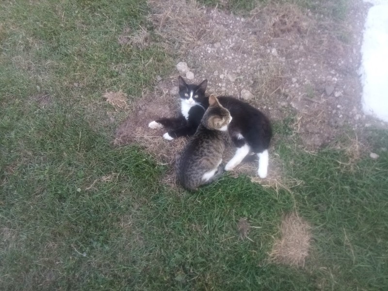 zoza1958 uploaded   252  day/s  ago