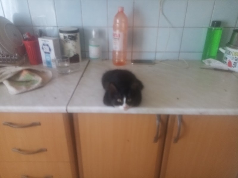 zoza1958 uploaded   257  day/s  ago