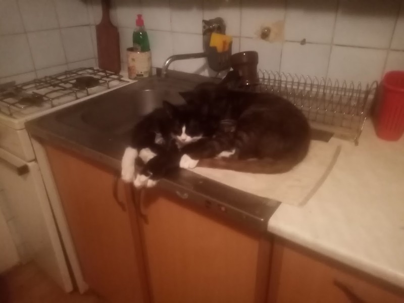 zoza1958 uploaded   242  day/s  ago