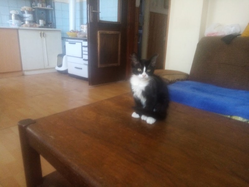 zoza1958 uploaded   280  day/s  ago