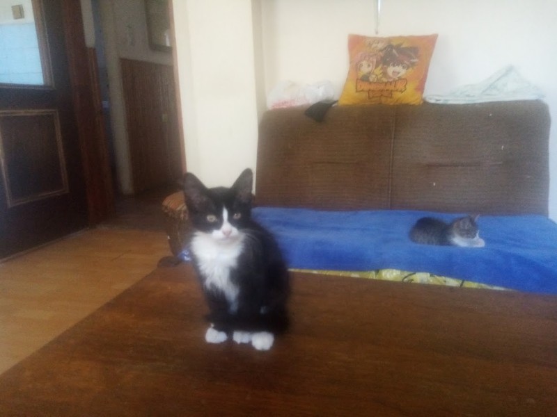 zoza1958 uploaded   280  day/s  ago