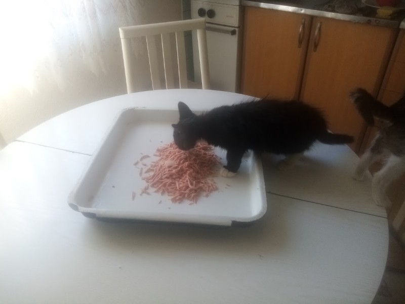 zoza1958 uploaded   280  day/s  ago