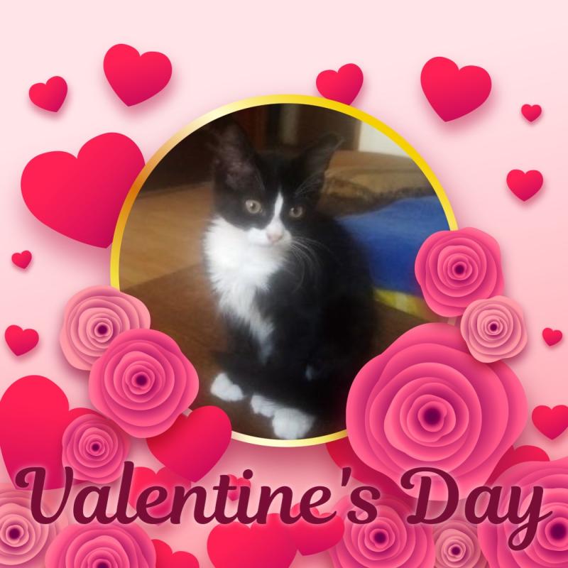 Prince Felix of the zoza1958 family