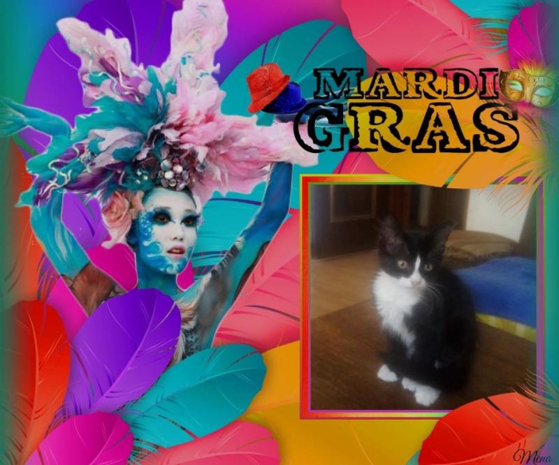 Prince Felix of the zoza1958 family