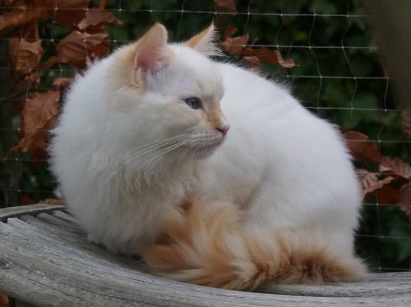 Prince Felix of the zoza1958 family