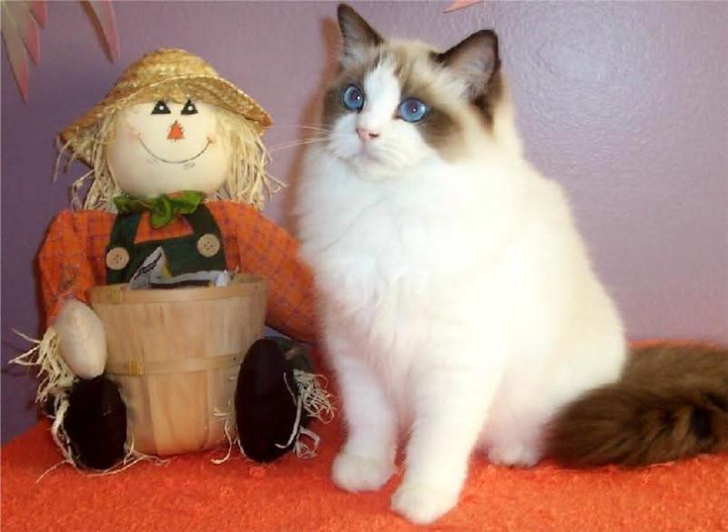 Prince Felix of the zoza1958 family