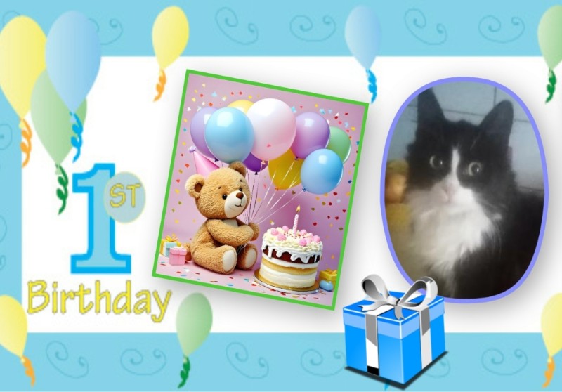 Prince Felix of the zoza1958 family