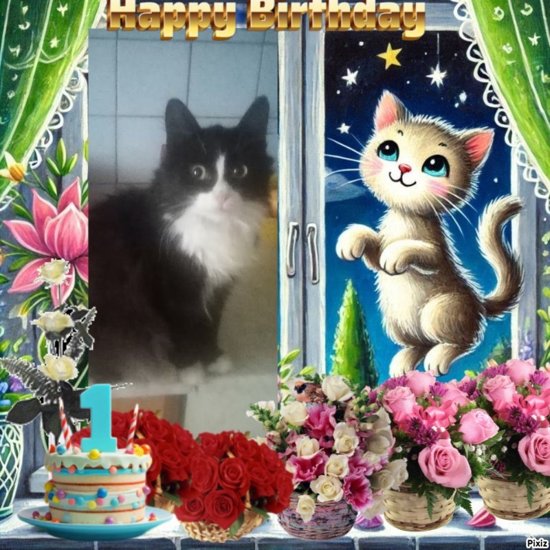 Prince Felix of the zoza1958 family