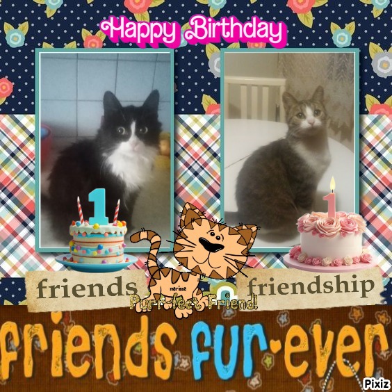 Prince Felix of the zoza1958 family