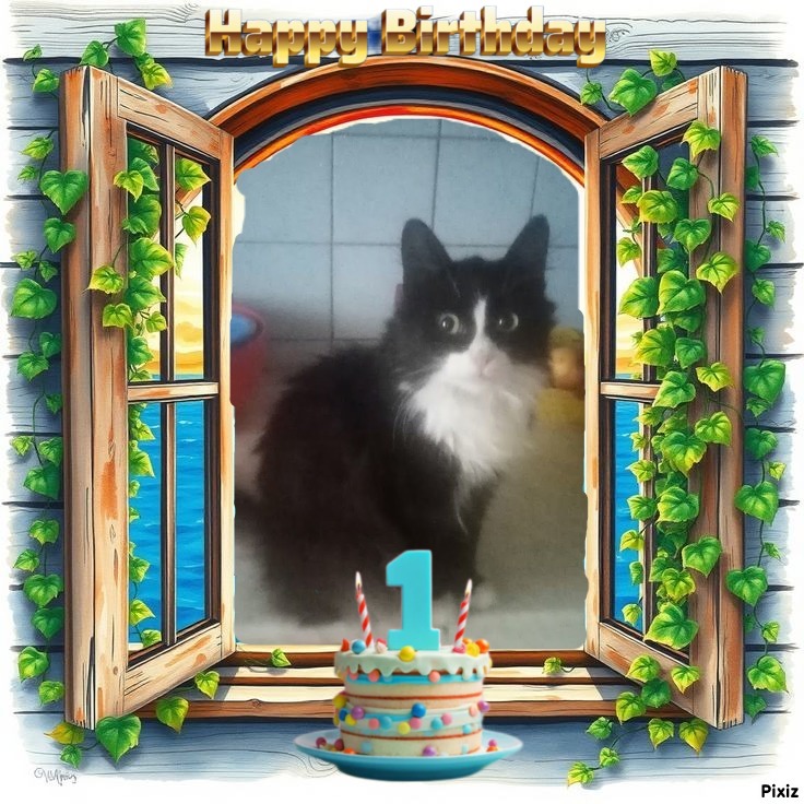 Prince Felix of the zoza1958 family