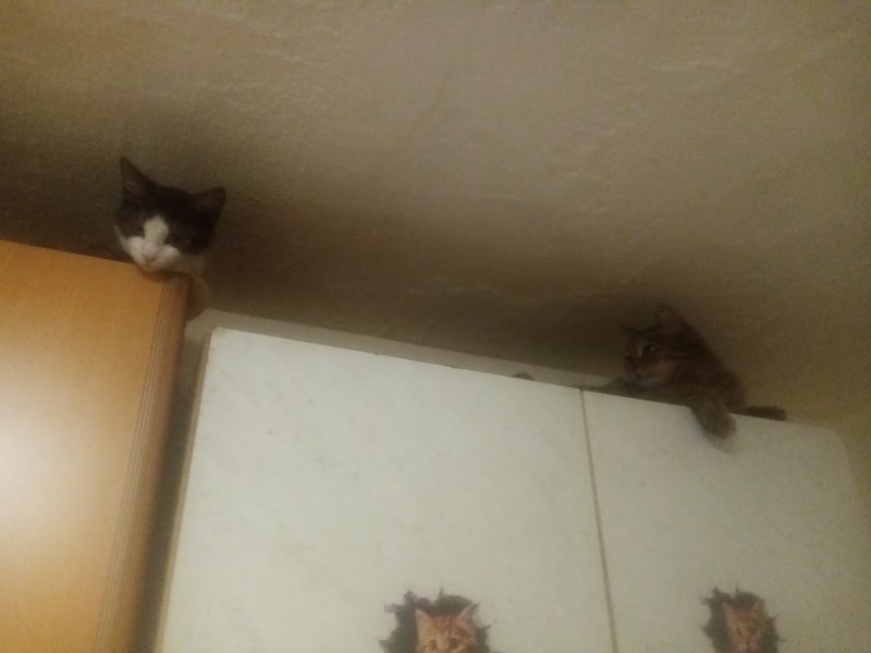 zoza1958 uploaded   78  day/s  ago