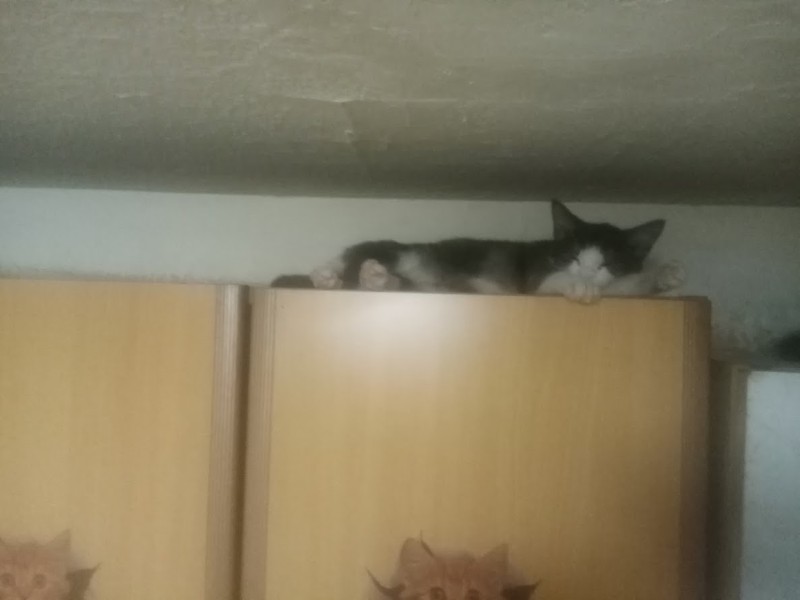 zoza1958 uploaded   78  day/s  ago