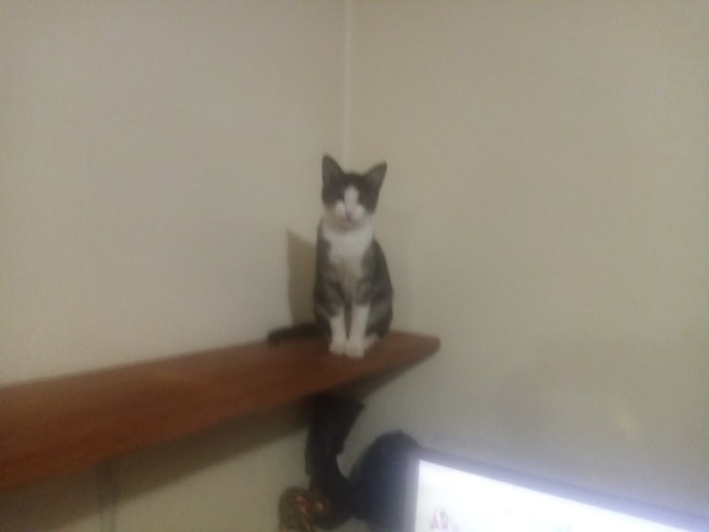 Princess Mimi of the zoza1958 family