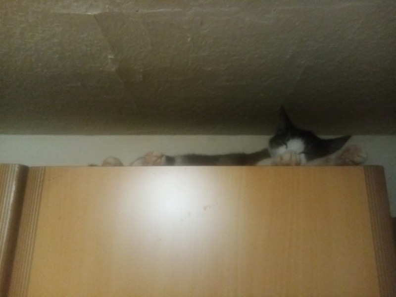 zoza1958 uploaded   78  day/s  ago