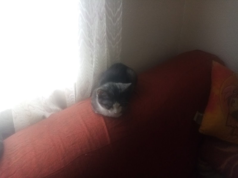 Princess Mimi of the zoza1958 family