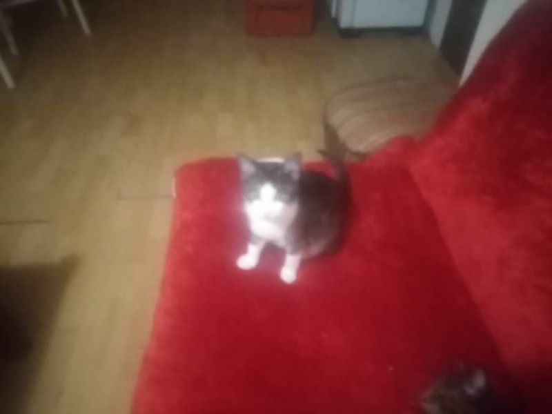 Princess Mimi of the zoza1958 family