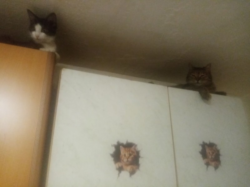 zoza1958 uploaded   78  day/s  ago