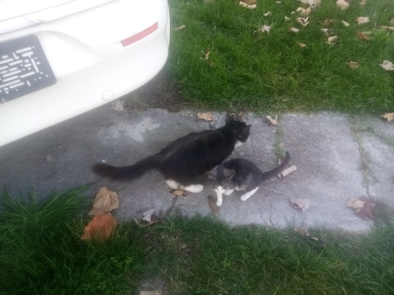 zoza1958 uploaded   157  day/s  ago