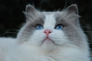 Princess Mimi of the zoza1958 family