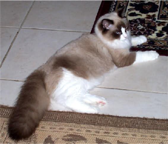 Princess Mimi of the zoza1958 family